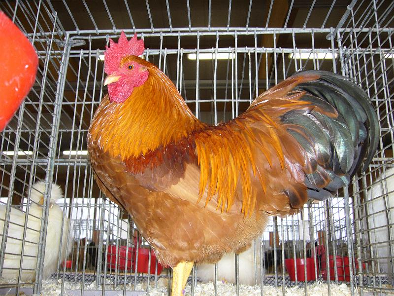 Kreisschau Coesfeld 2008 165.jpg - Zwerg New Hamphire goldbraun von Lukas Winkelmann Preis sg 94 Z